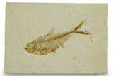 Detailed Fossil Fish (Diplomystus) - Wyoming #373803-1